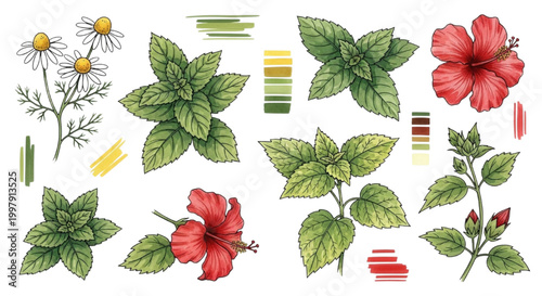Diverse botanical illustrations showcasing vibrant plants for refreshing herbal infusions and natural wellness remedies