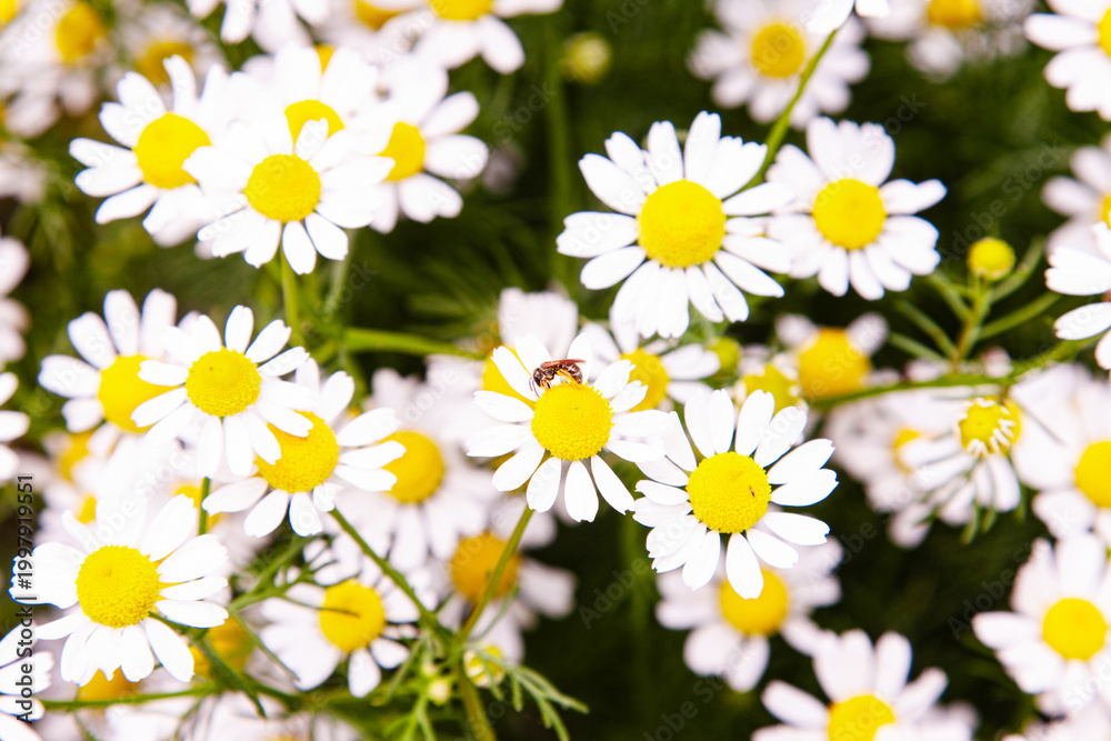Fototapeta premium A honey bee collecting nectar from blooming chamomile flowers in May.