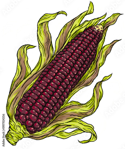 Canvastavla Digital drawing of purple corn cob isolated transparent background
