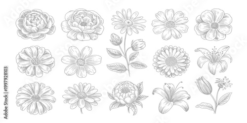 Black Sketch of Flowers Isolated on White Background. Set of flowers vector illustration of a plant design hand draw flower set design