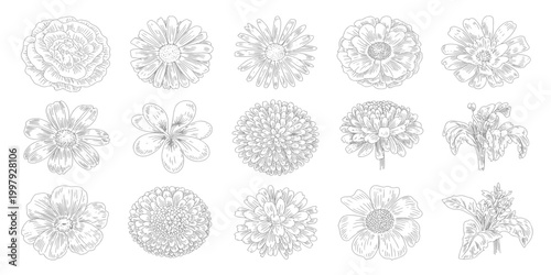 Black Sketch of Flowers Isolated on White Background. Set of flowers vector illustration of a plant design hand draw flower set design