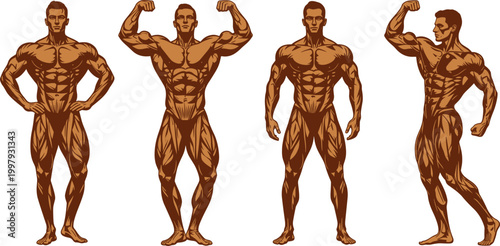 Bodybuilder illustration set in flat vector style featuring muscular male physique poses for fitness, gym training, anatomy study, and sports design projects