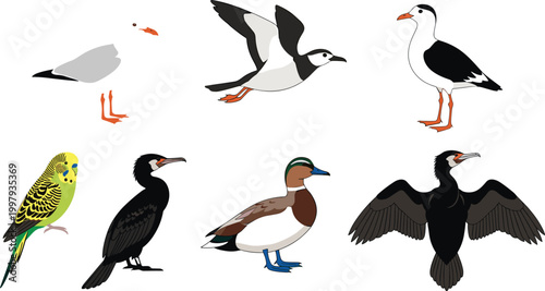 Diverse bird species vector set featuring seagull, duck, parakeet, and cormorant in various poses like flying and standing for nature wildlife education and ornithology illustrations.