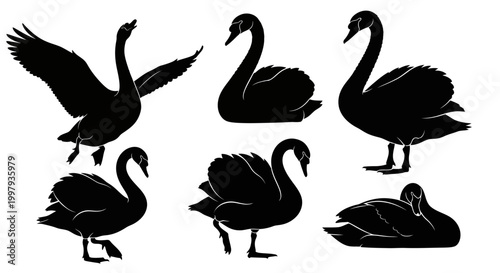 Black Swan Silhouette Set: Vector Collection of Graceful Bird Poses