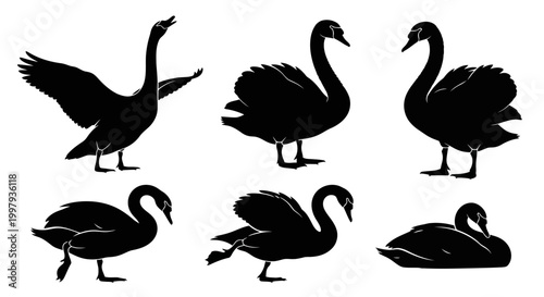 Black Swan Silhouettes Set in Various Poses ? Elegant Wildlife Vector