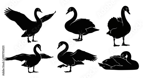 Black Swan Silhouettes Set in Various Poses