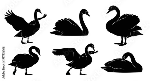 Black Swan Silhouettes Set in Various Poses