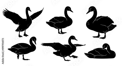Black Swan Silhouettes Set, Vector Collection of Elegant Waterfowl Poses