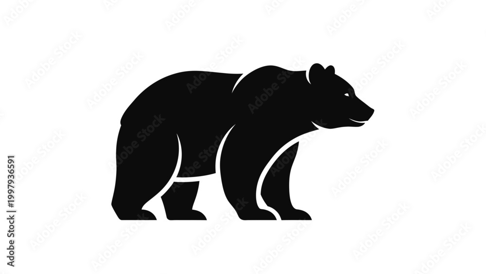 Fototapeta premium Black bear walking profile view.