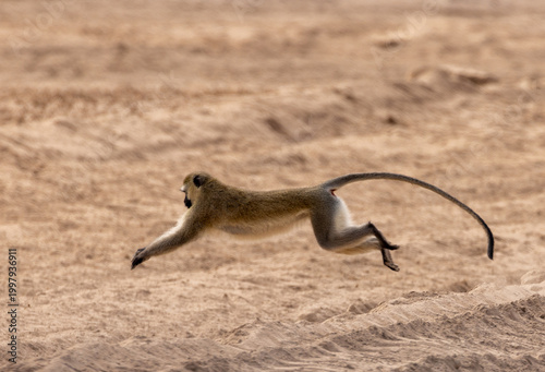 Fotografía Vervet Monkey Leaping Across the Sandy Ground in Amboseli National Park, Kenya