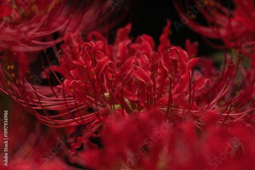 Tableau sur toile Vibrant red shorttube lycoris flowers bloom with curly petals and long stamens, creating a dramatic cluster against a dark background