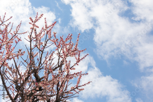 アーモンドの木と空
