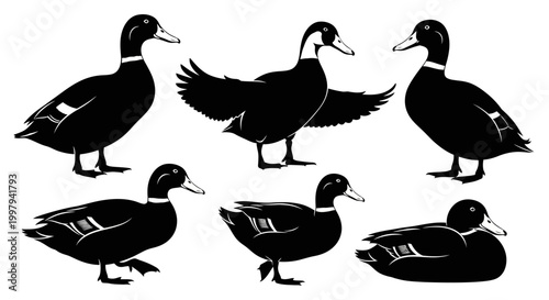 Duck Silhouettes Set in Various Poses ? Minimalist Wildlife Vector