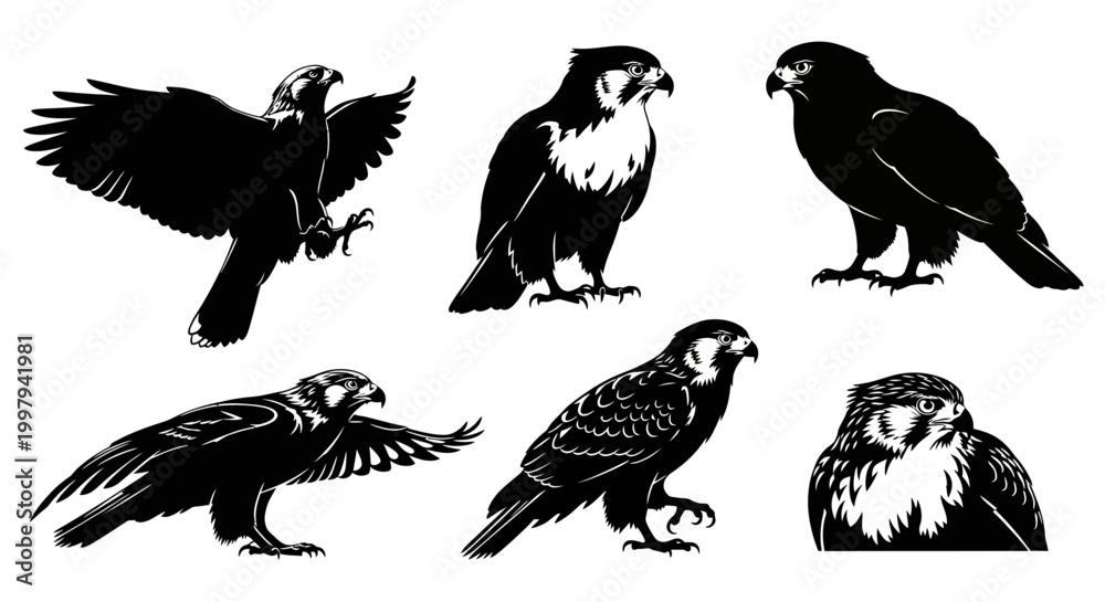 Obraz premium Falcon Silhouette Set: Vector Illustrations of Birds of Prey in Various Poses