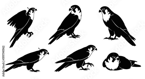 Falcon Silhouette Set: Vector Illustrations of Birds of Prey in Various Poses