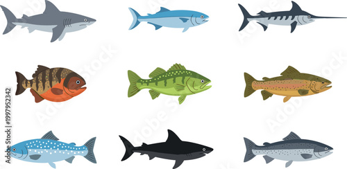 Set of Hand-Drawn Fish Illustrations Including Sharks, Bass, and Other Aquatic Species for Marine Life and Wildlife Content