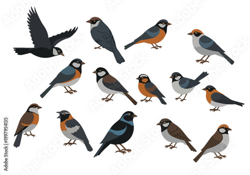 Photos A group of colorful birds on white background