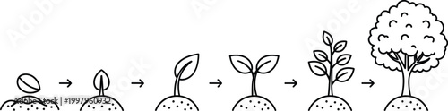Plant growth stages from seed to tree