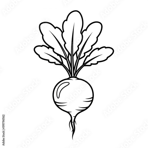Minimalist outline drawing of a wholesome garden radish featuring a textured root and leafy greens, ideal for organic food themes or culinary graphics