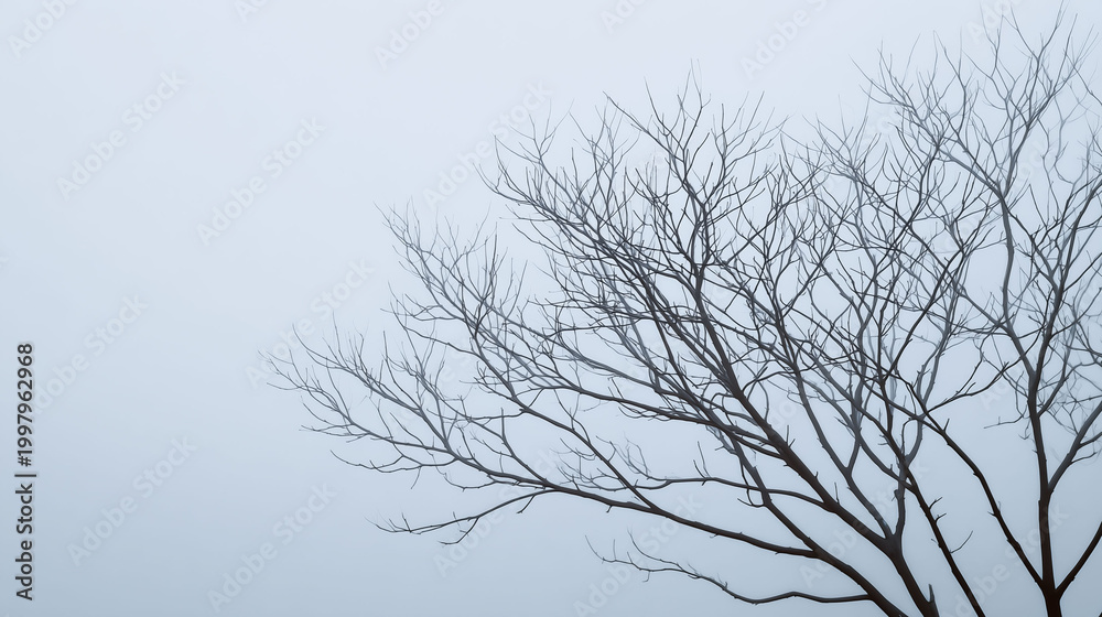 Obraz premium Minimalist landscape of bare tree branches against a foggy white winter sky