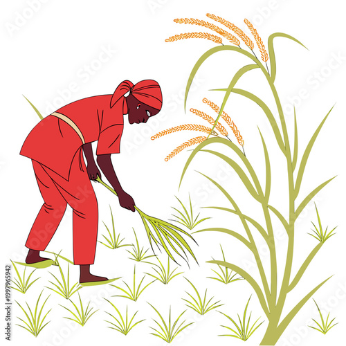 Obraz na płótnie illustration of a farmer harvesting rice with a sickle red clothing high quality