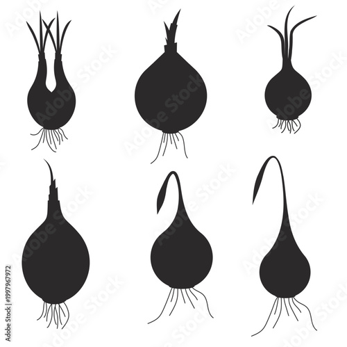 produce illustration vegetable onion harvest organic plant root garlic