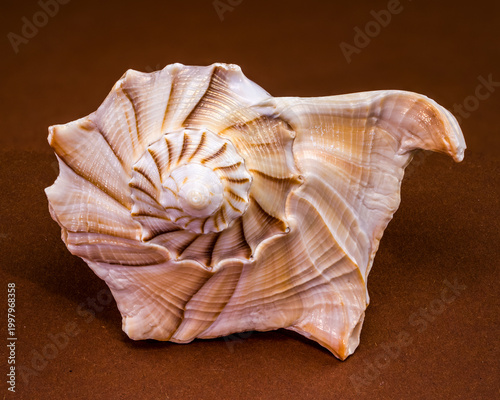 Фотография Lightning whelk seashell Sinistrofulgur perversum on a brown background