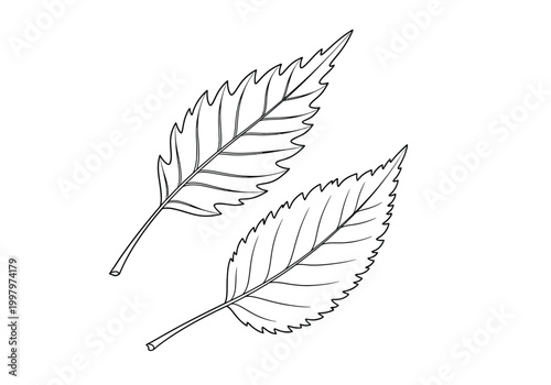Detailed hand drawn sketch of two serrated leaves with veins on white background