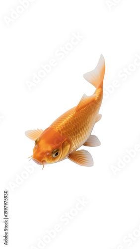 [Transparent Background PNG]Single Orange Goldfish Swimming Against White Background