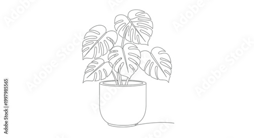 A minimalist line drawing depicts a monstera deliciosa plant in a simple rounded pot