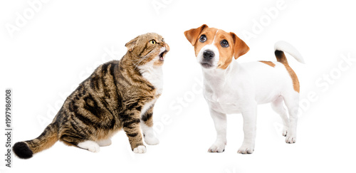 Εκτύπωση καμβά Funny meowing Scottish Fold cat and curious Jack Russell Terrier together isolat