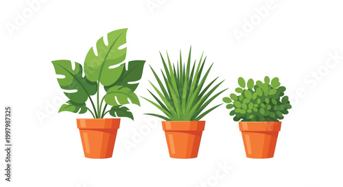 Three vibrant potted plants a monstera snake plant and jade are displayed in a row