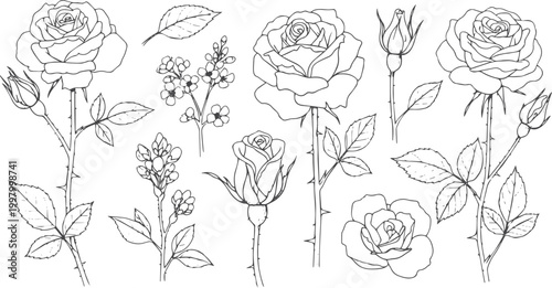 Black and white line of roses and leaves