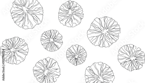 Black and white line of scattered round organic shapes