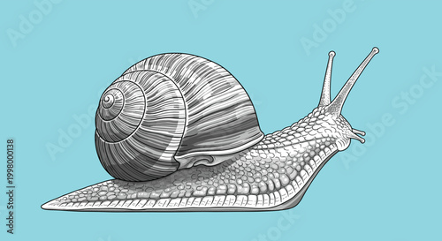 Intricate vintage style illustration of snail with textured shell and detailed body isolated on solid blue background for nature design.
