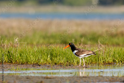 Fotografie American Oystercatcher bird in its salt marsh habitat at Chincoteague