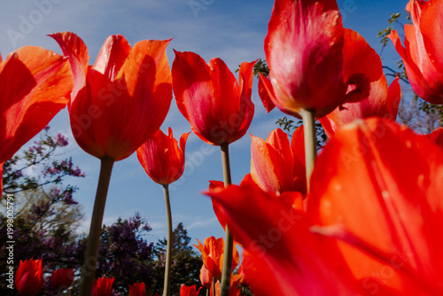 Foto Below the red orange tulip field in park