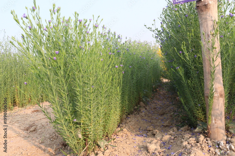 Fototapeta premium linum usitatissimum, brown flax plant on farm
