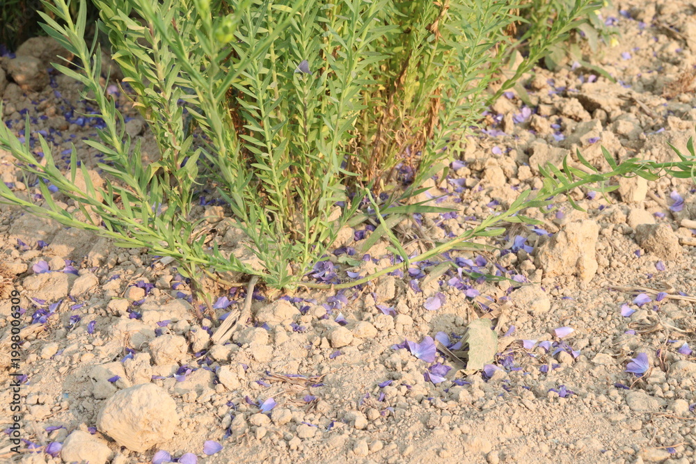 Fototapeta premium linum usitatissimum, brown flax plant on farm