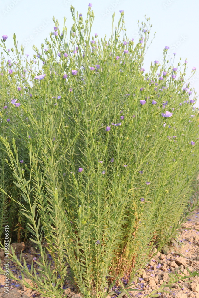Fototapeta premium linum usitatissimum, brown flax plant on farm