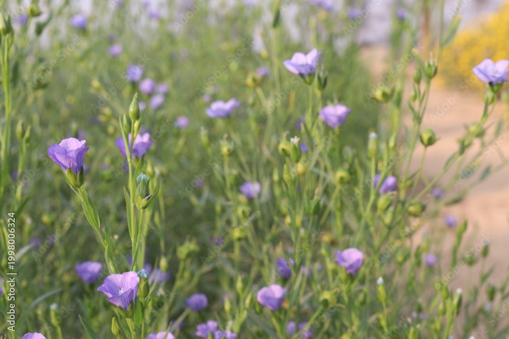 Fototapeta premium linum usitatissimum, brown flax plant on farm