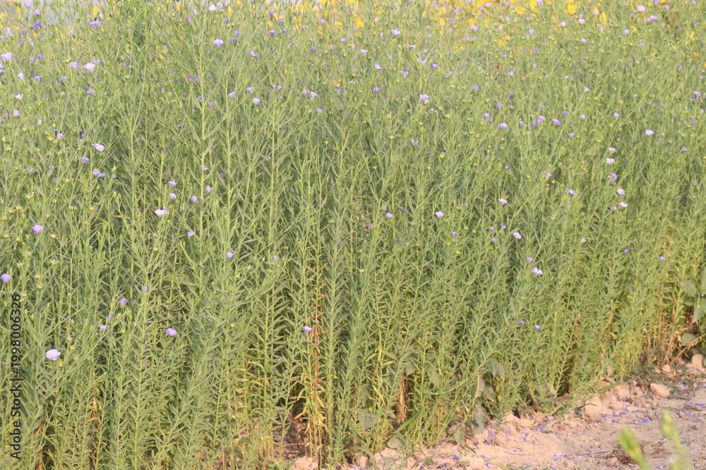 Fototapeta premium linum usitatissimum, brown flax plant on farm
