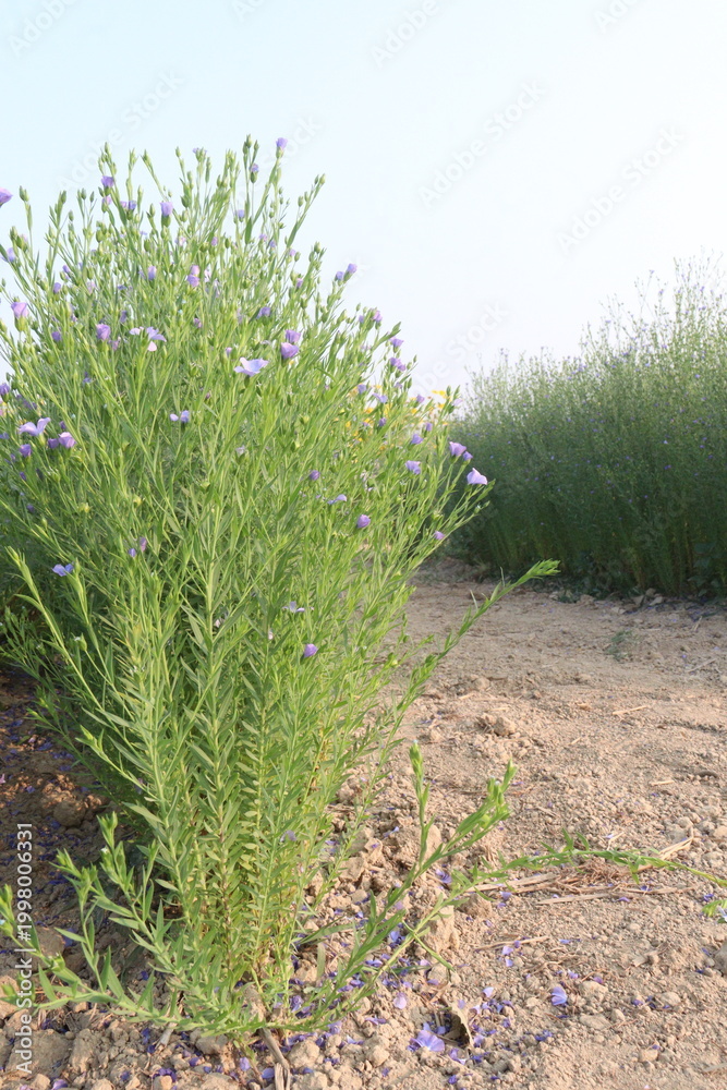 Fototapeta premium linum usitatissimum, brown flax plant on farm