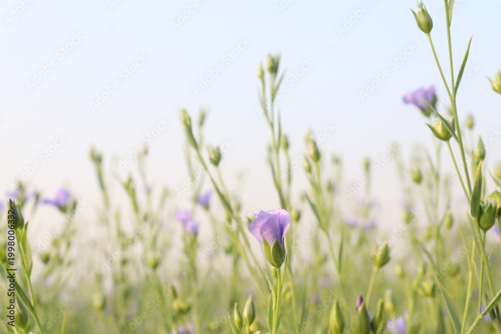 Fototapeta premium linum usitatissimum, brown flax plant on farm