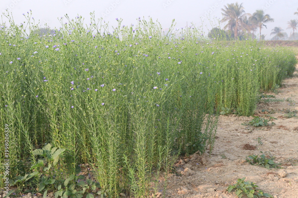 Fototapeta premium linum usitatissimum, brown flax plant on farm