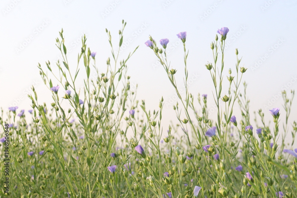 Fototapeta premium linum usitatissimum, brown flax plant on farm