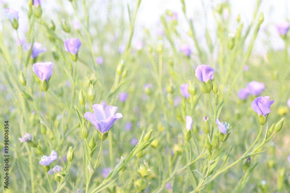 Obraz premium linum usitatissimum, brown flax plant on farm