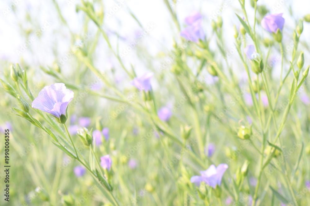 Fototapeta premium linum usitatissimum, brown flax plant on farm