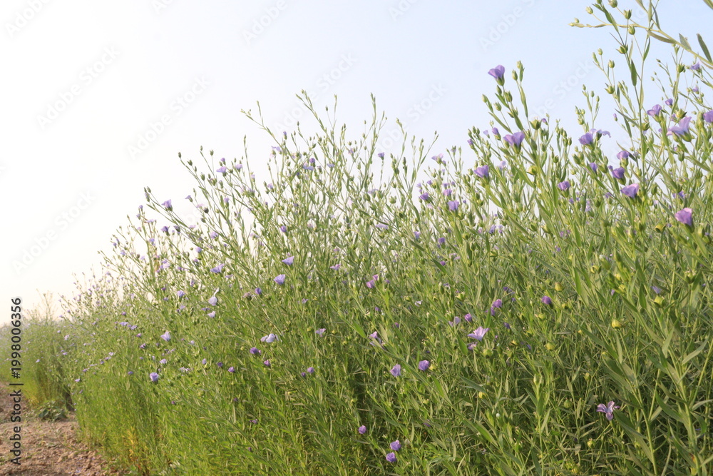 Fototapeta premium linum usitatissimum, brown flax plant on farm
