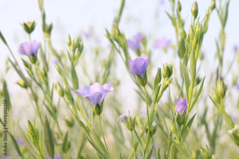 Fototapeta premium linum usitatissimum, brown flax plant on farm